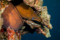 Enchelynassa canina (Viper Moray)