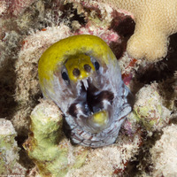 Gymnothorax rueppelliae (Yellowhead Moray)