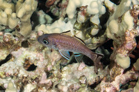 Pristiapogon taeniopterus (Bandfin Cardinalfish)