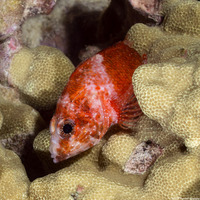 Scorpaenodes corallinus (Coral Scorpionfish)
