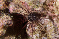 Diadema paucispinum (Long-Spined Urchin)