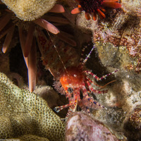 Saron marmoratus (Common Marbled Shrimp)