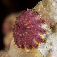 Acanthaster solaris (Crown-of-Thorns Star)