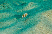 Iniistius umbrilatus (Blackside Razor Wrasse)