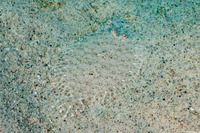Bothus pantherinus (Panther Flounder)