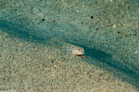 Synodus lobeli (Lobel's Lizardfish)