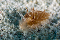 Facelina sp.1 (Facelina sp.1)