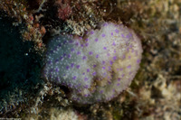 Montipora patula (Spreading Rice Coral)