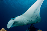 Mobula alfredi (Coastal Manta Ray)