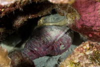 Charonia tritonis (Triton's Trumpet)