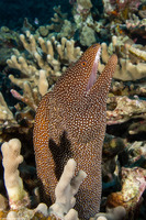 Gymnothorax meleagris (Whitemouth Moray)