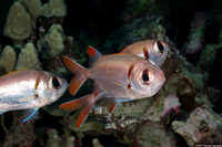 Myripristis kuntee (Pearly Soldierfish)