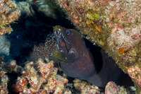 Gymnothorax undulatus (Undulated Moray)