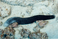 Holothuria atra (Black Sea Cucumber)