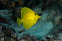 Zebrasoma flavescens (Yellow Tang)
