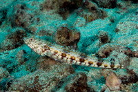 Synodus binotatus (Twospot Lizardfish)