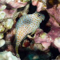 Exallias brevis (Spotted Coral Blenny)
