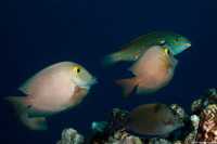 Ctenochaetus strigosus (Goldring Surgeonfish)