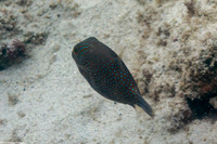 Canthigaster amboinensis (Ambon Toby)