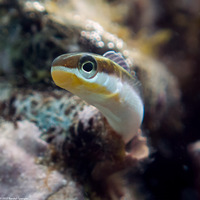 Plagiotremus goslinei (Gosline's Fang Blenny)