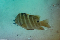 Abudefduf sordidus (Blackspot Sergeant)