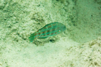 Thalassoma trilobatum (Christmas Wrasse)