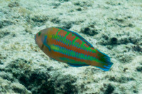 Thalassoma trilobatum (Christmas Wrasse)