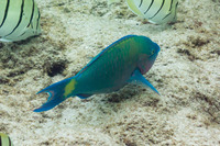 Scarus psittacus (Palenose Parrotfish)