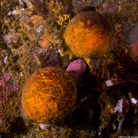 Tethya aurantium (Orange Puffball Sponge)
