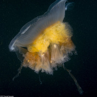 Phacellophora camtschatica (Egg-Yolk Jelly)