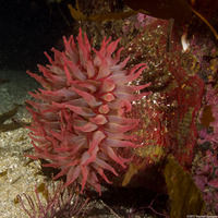 Urticina grebelnyi (Painted Urticina)