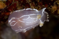 Tritonia festiva (Diamondback Tritonia)