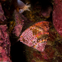 Pomaulax gibberosus (Red Top Snail)