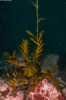 Stephanocystis osmundacea (Chain-Bladder Kelp)