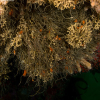 Phyllochaetopterus prolifica (Prolific Tubeworm)