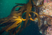 Eisenia arborea (Southern Sea Palm)