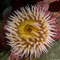 Urticina piscivora (Fish-Eating Urticina)