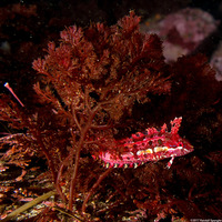 Plocamium pacificum (Sea Comb)