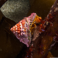 Pomaulax gibberosus (Red Top Snail)