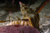 Kelletia kelletii (Kellet's Whelk)