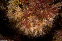 Scrupocellaria sp.1 (Scrupocellaria)