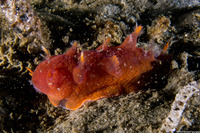 Dendronotus iris (Rainbow Dendronotus)