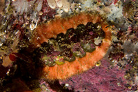 Mopalia ciliata (Hairy Chiton)