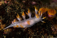 Dendronotus albus (White Dendronotus)