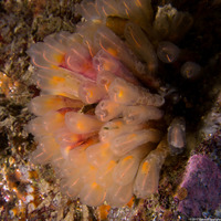 Clavelina huntsmani (Light Bulb Tunicate)