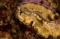 Pseudoceros montereyensis (Monterey Flatworm)