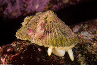 Diodora aspera (Keyhole Limpet)