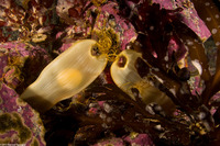 Cephaloscyllium ventriosum (Swell Shark)