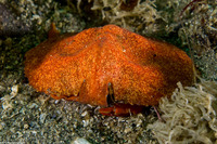 Cryptolithodes sitchensis (Umbrella Crab)