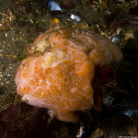 Aplidium solidum (Red Ascidian)